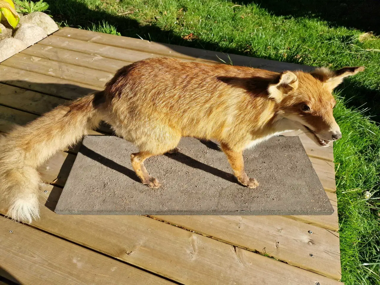 Billede 2 - Flot udstoppet ræv sælges