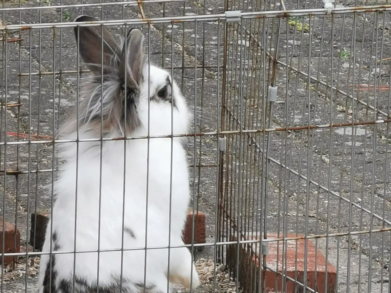 Billede 1 - Kanin med bur gratis
