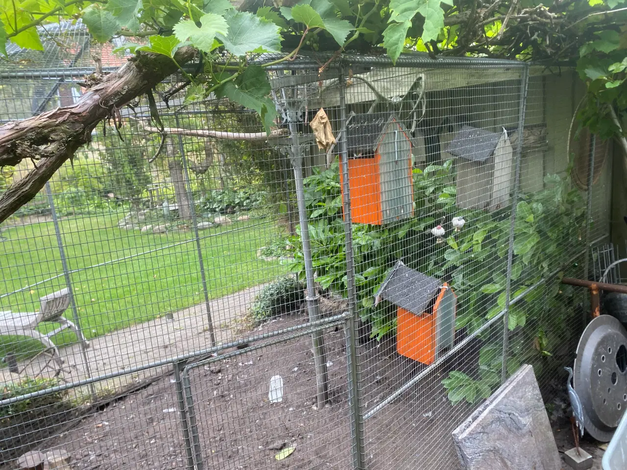 Billede 4 - Stor indvendig og udvendig volière