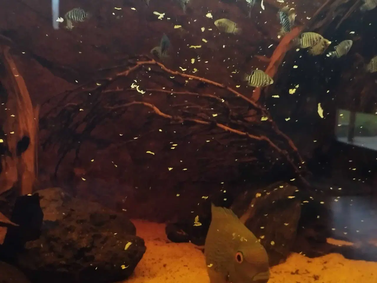 Billede 4 - Red shoulder sevrum unger