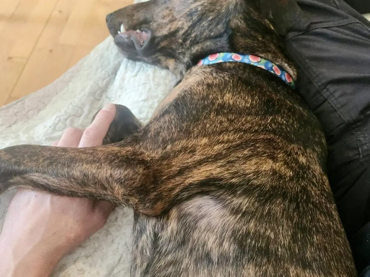 Billede 9 - Dejlige, finurlige Rollo søger ait ønskehjem 🏡💝