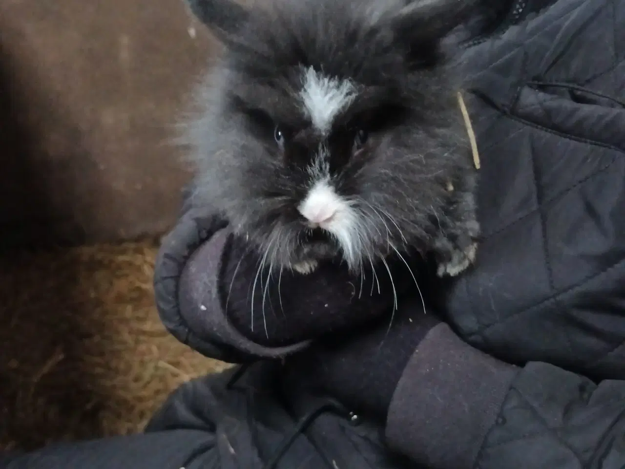 Billede 5 - Kaninunger