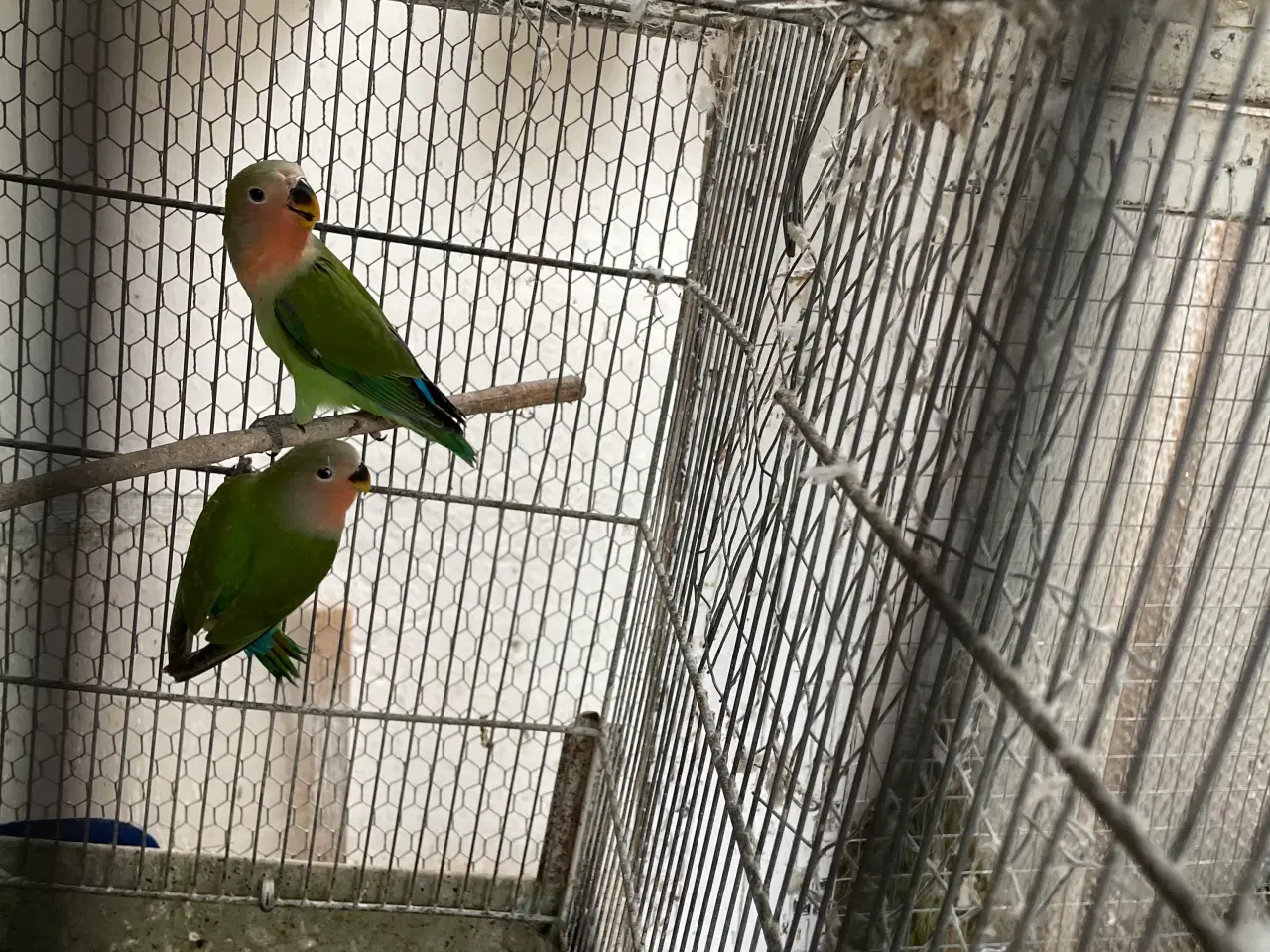 Billede 1 - Dværgpapegøjer 