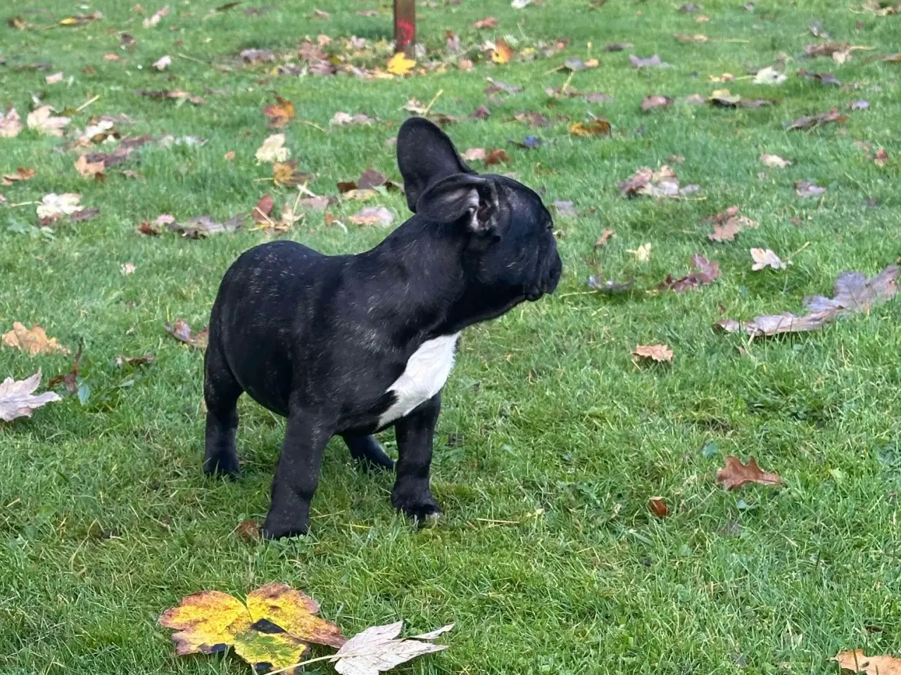 Billede 1 - Brindle November fransk bulldog