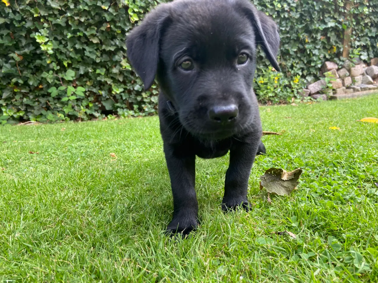 Billede 3 - Labrador (75%)/rottweiler (25%) blandinger 