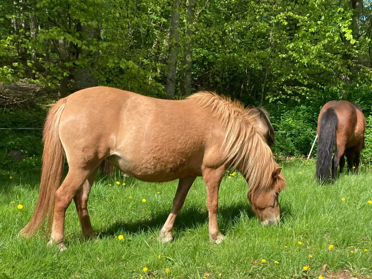 Billede 2 - Ifolet islænder 4 år. 
