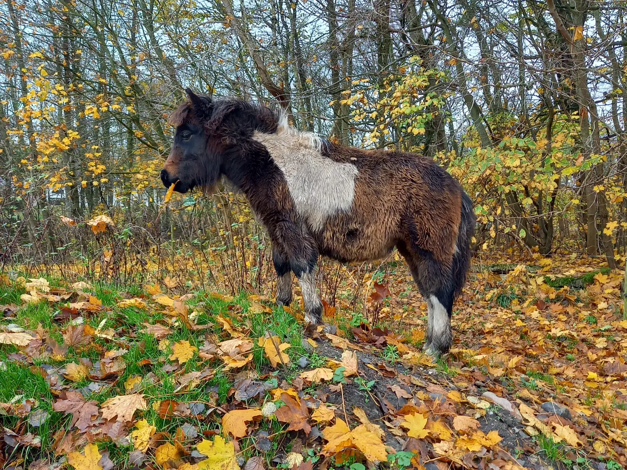 Billede 4 - Shetlænder, med rød pas