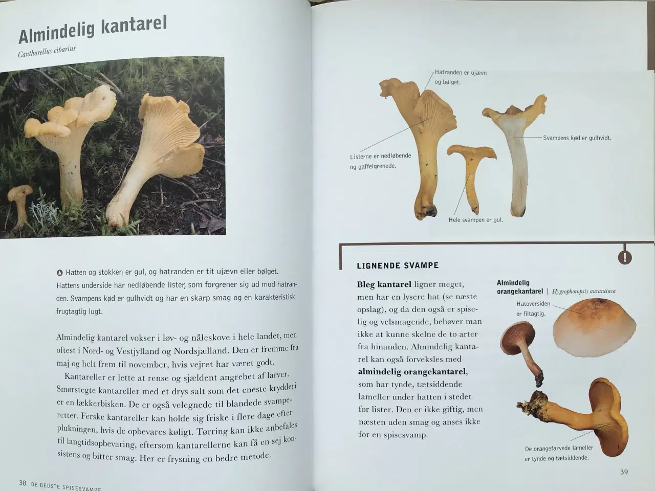 Billede 8 - De bedste spisesvampe, Michael Krikorev