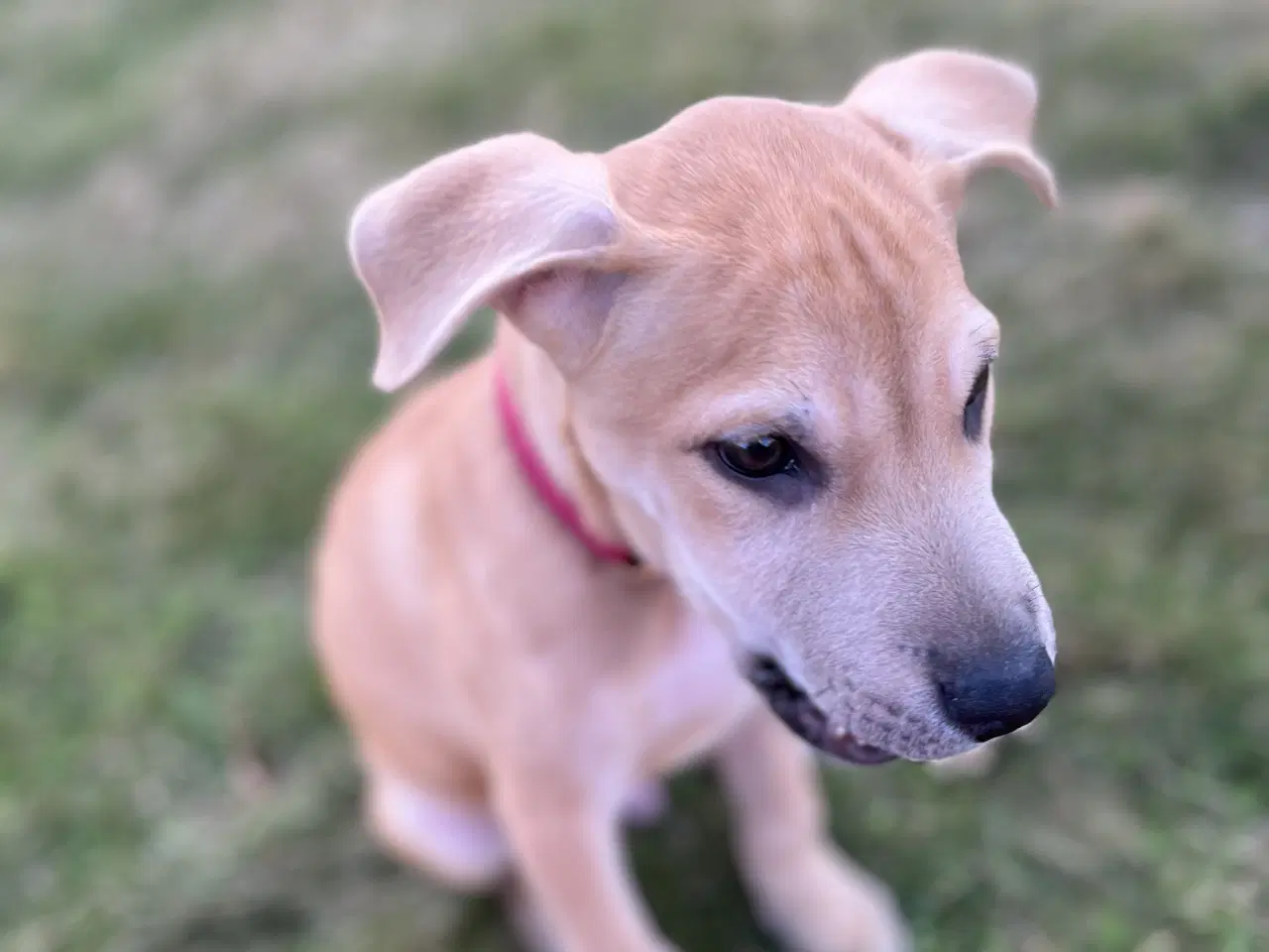 Billede 3 - skønne hvalpe søger nyt, kærligt hjem 🐶 