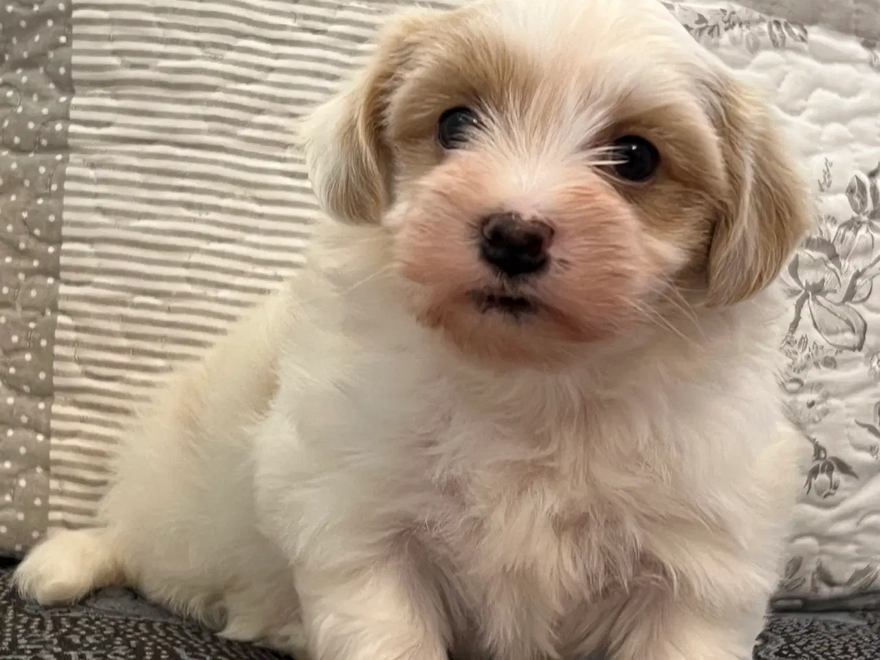 Billede 10 - Sødeste Bichon Havanais 