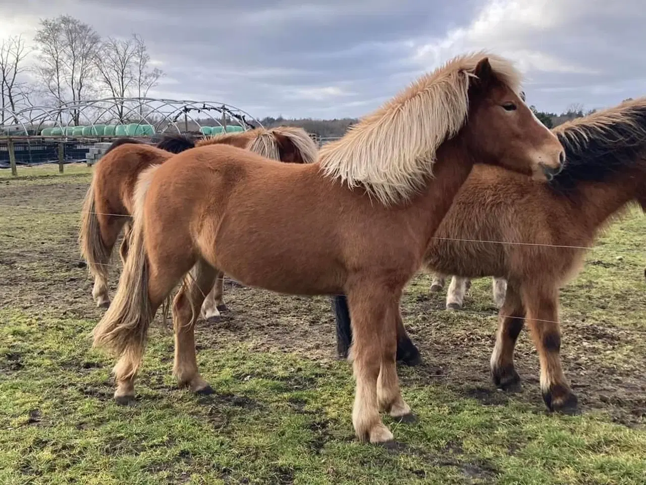 Billede 1 - 2 års islænder hoppe