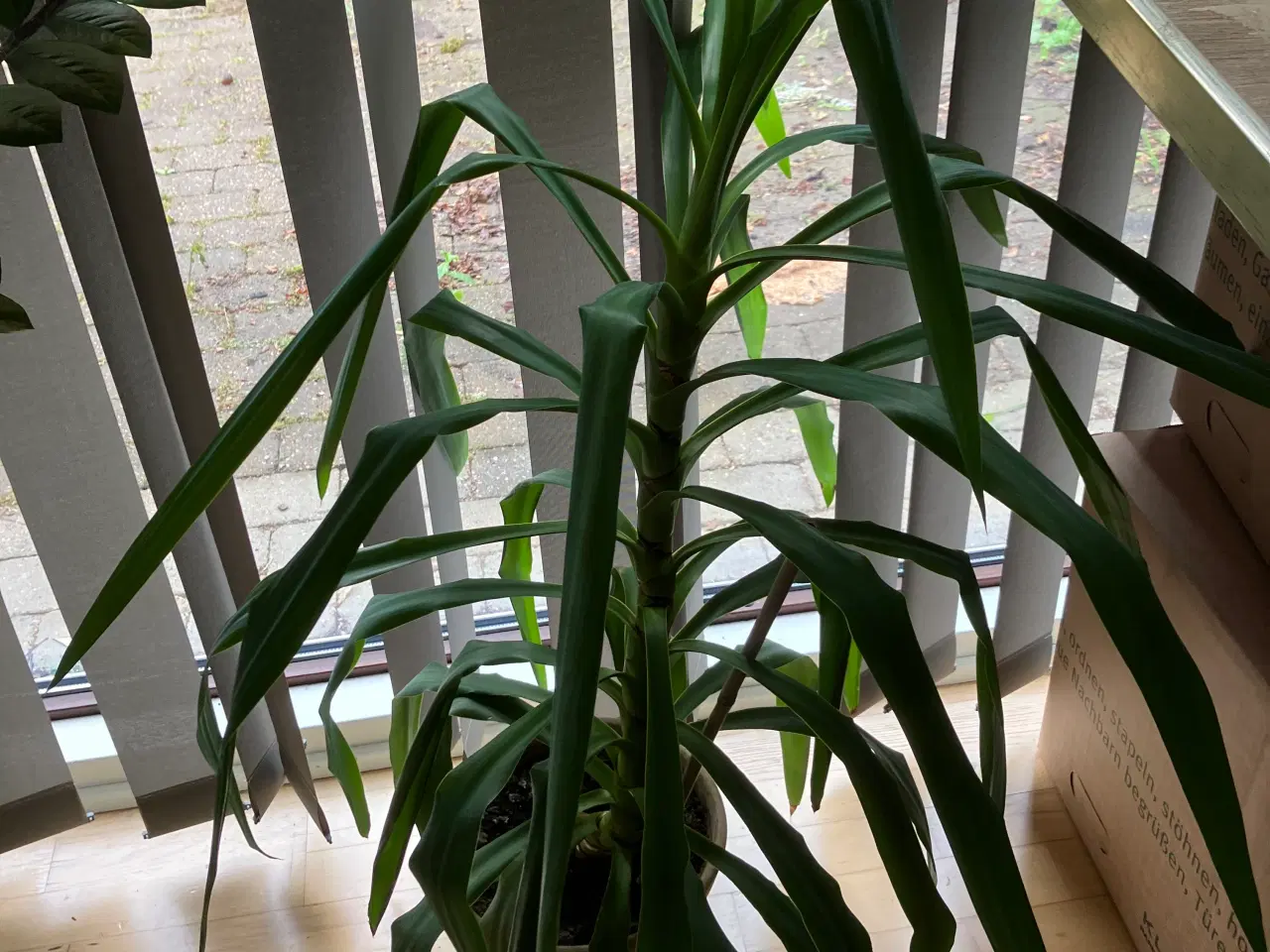 Billede 3 - Store stue-planter