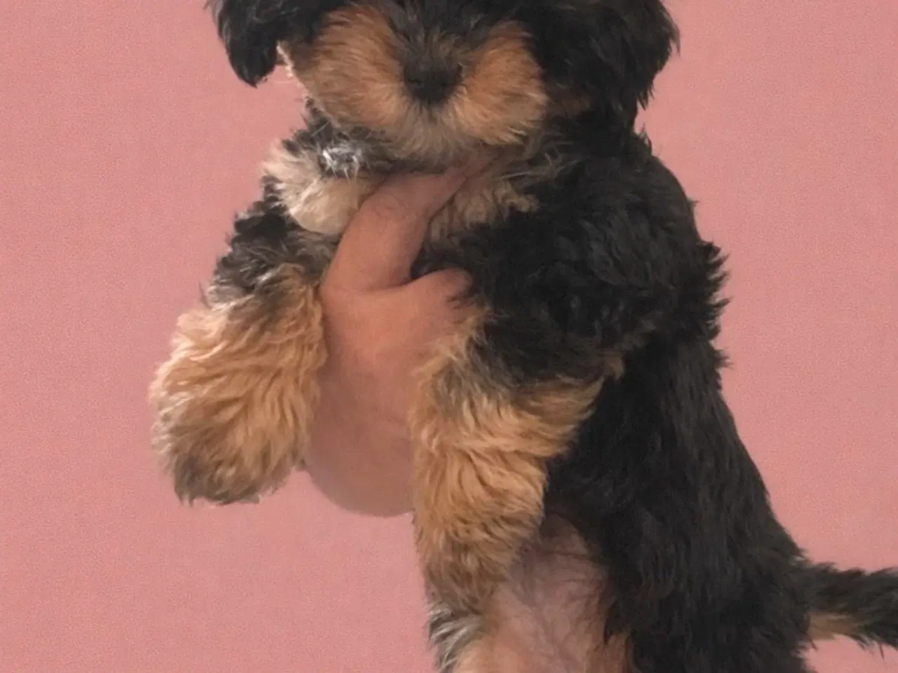 Billede 1 - Havapoo hvalp på 3 måneder søger kærligt hjem 🐶