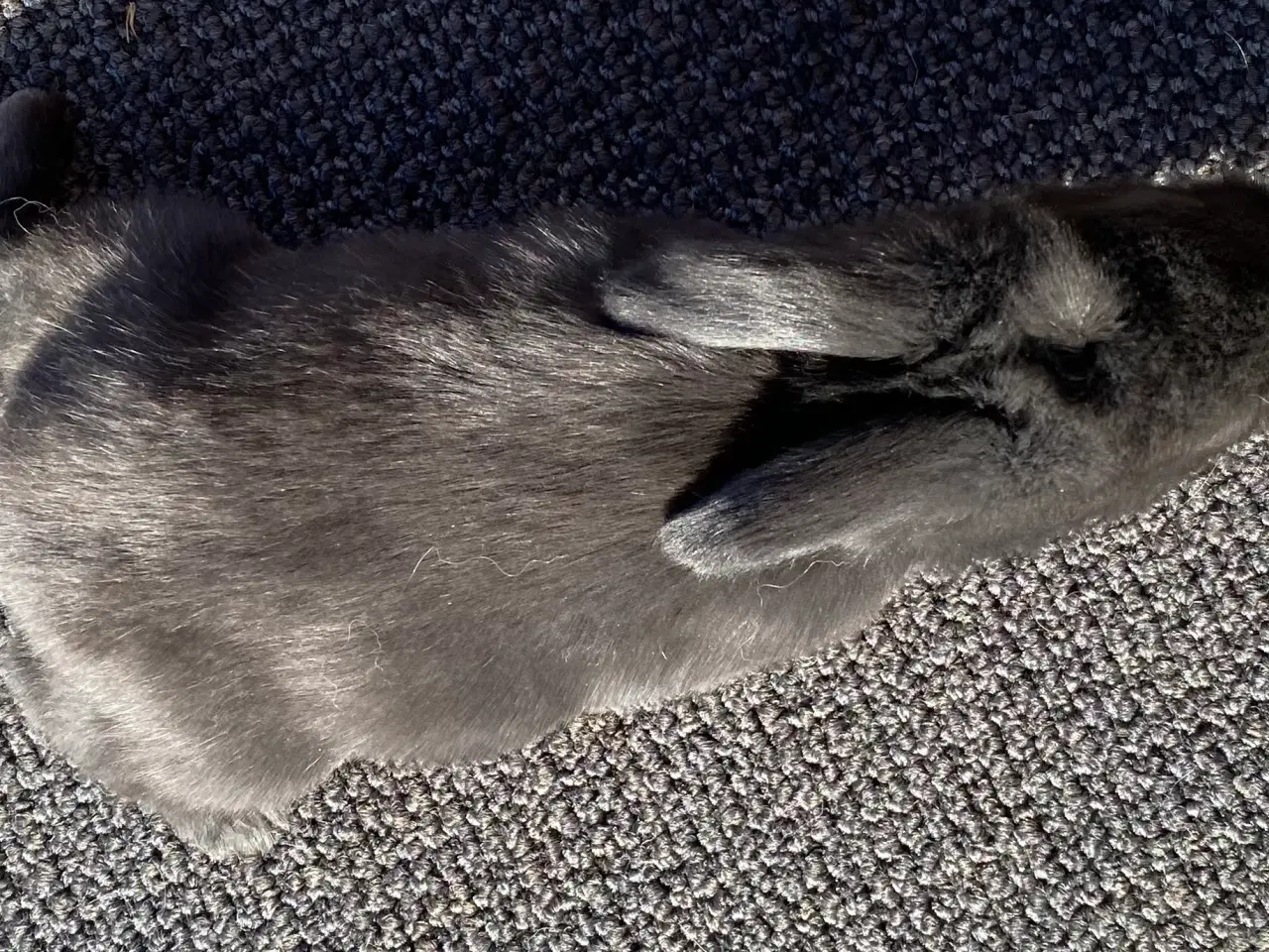 Billede 6 - FRANSK VÆDDER HAN SORT