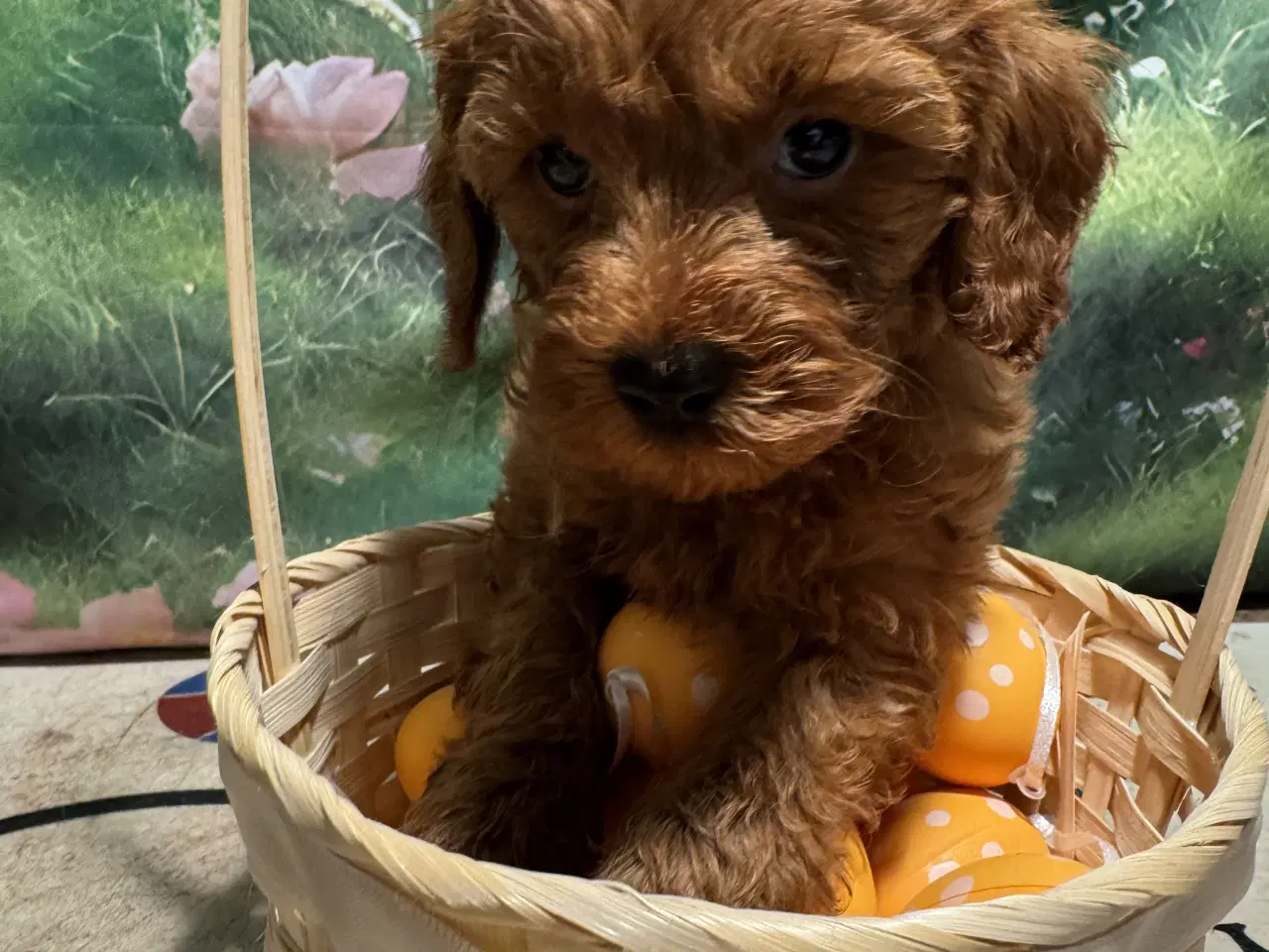 Billede 4 - ❤️🐶 Cavapoo hvalpe – 1 drenge Tilbage 🐶