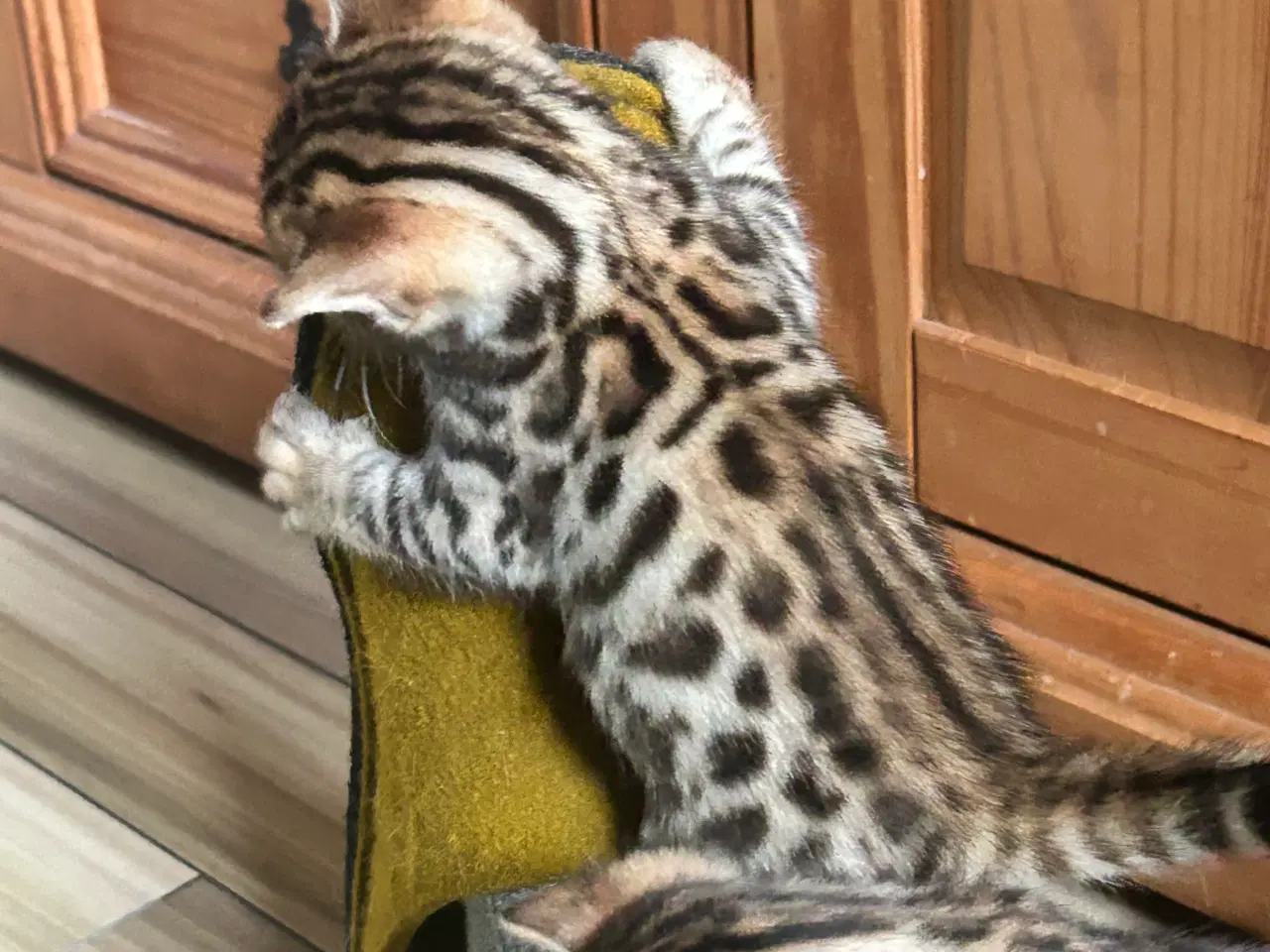 Billede 9 - Bengal Kitten 