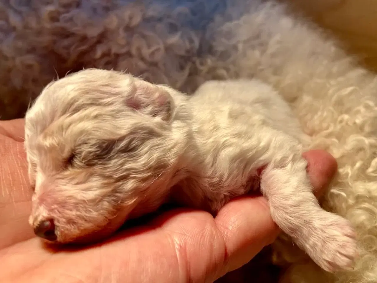 Billede 2 - Pudel / Bolognese