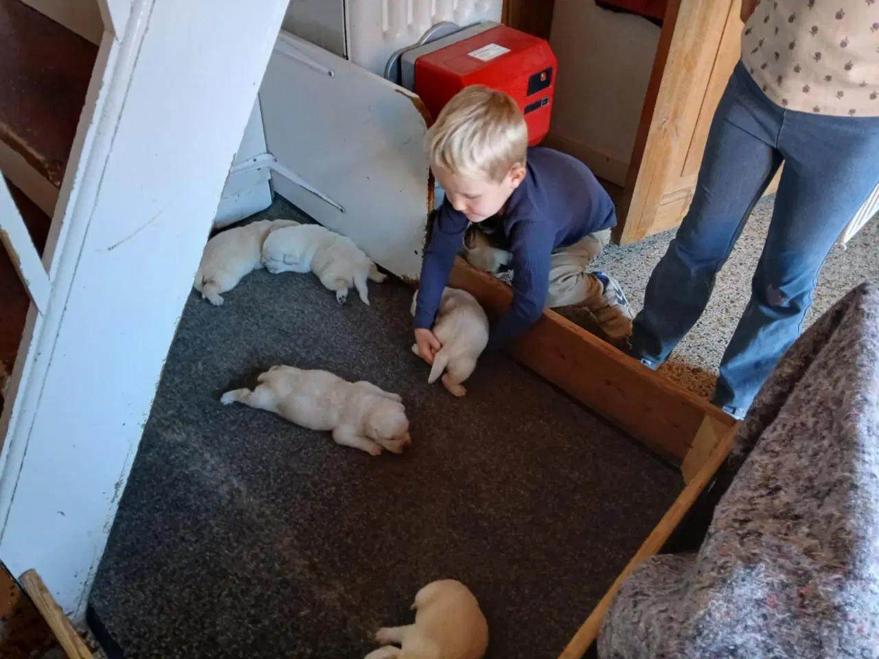 Billede 10 - Gule Labrador hvalpe