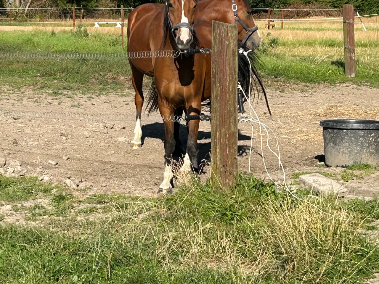 Billede 11 - Fantastisk welsh pony