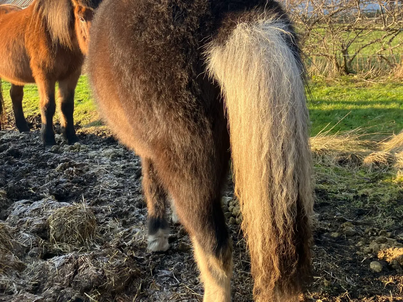 Billede 5 - 3 islænderføl fra 2025