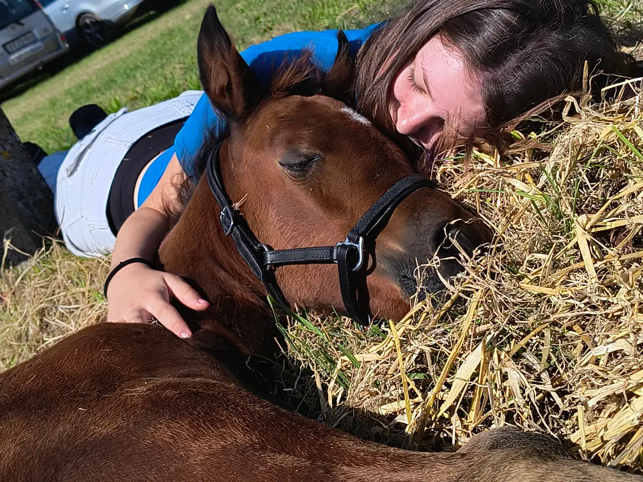 Billede 7 - Dansk Sports Pony 