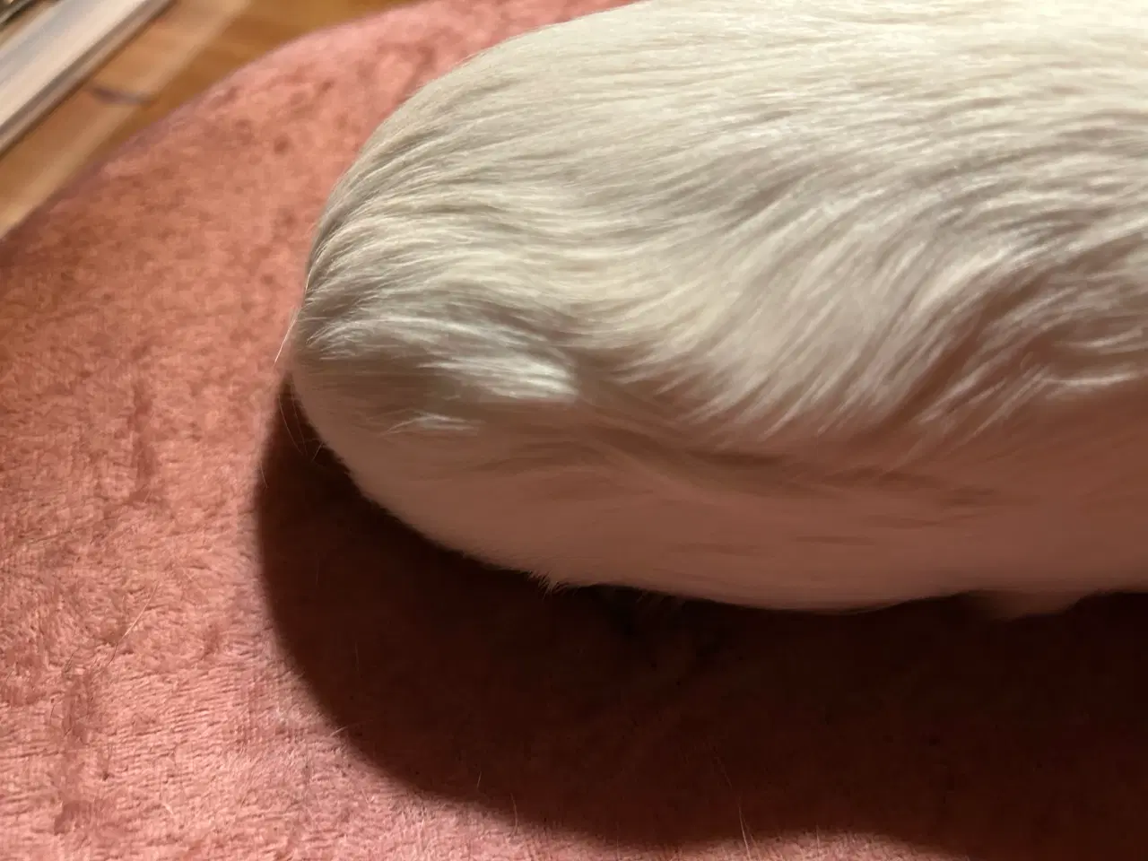 Billede 2 - Han marsvin med stamtavle