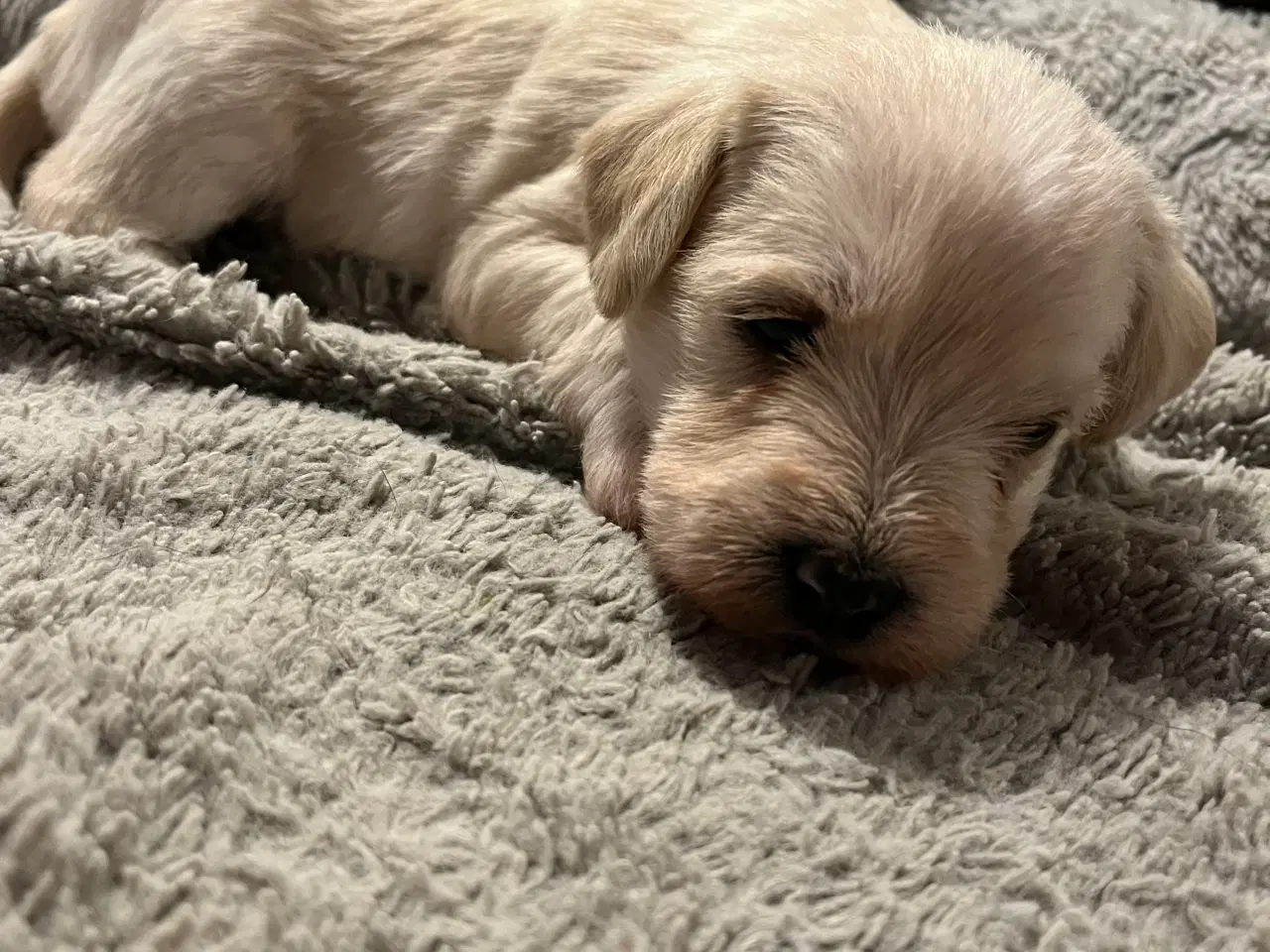 Billede 11 - 3 tævehvalpe sælges - Jack Russell / Bichon Havana