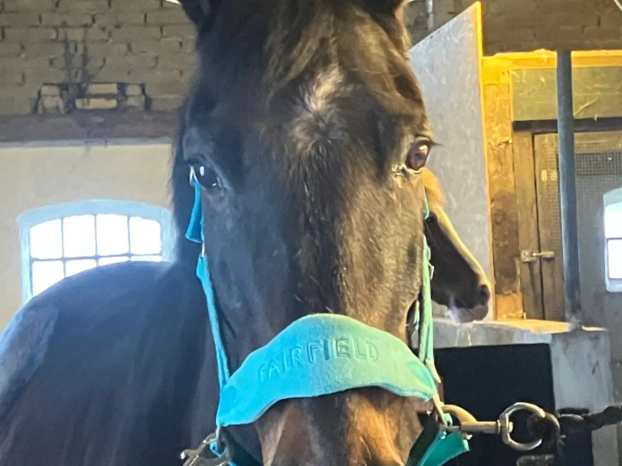 Billede 1 - Opstaldning i jeberg 