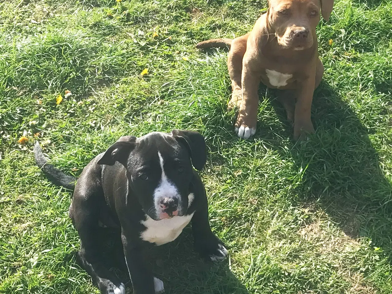 Billede 1 - Staffordshire Bull terrier hvalpe