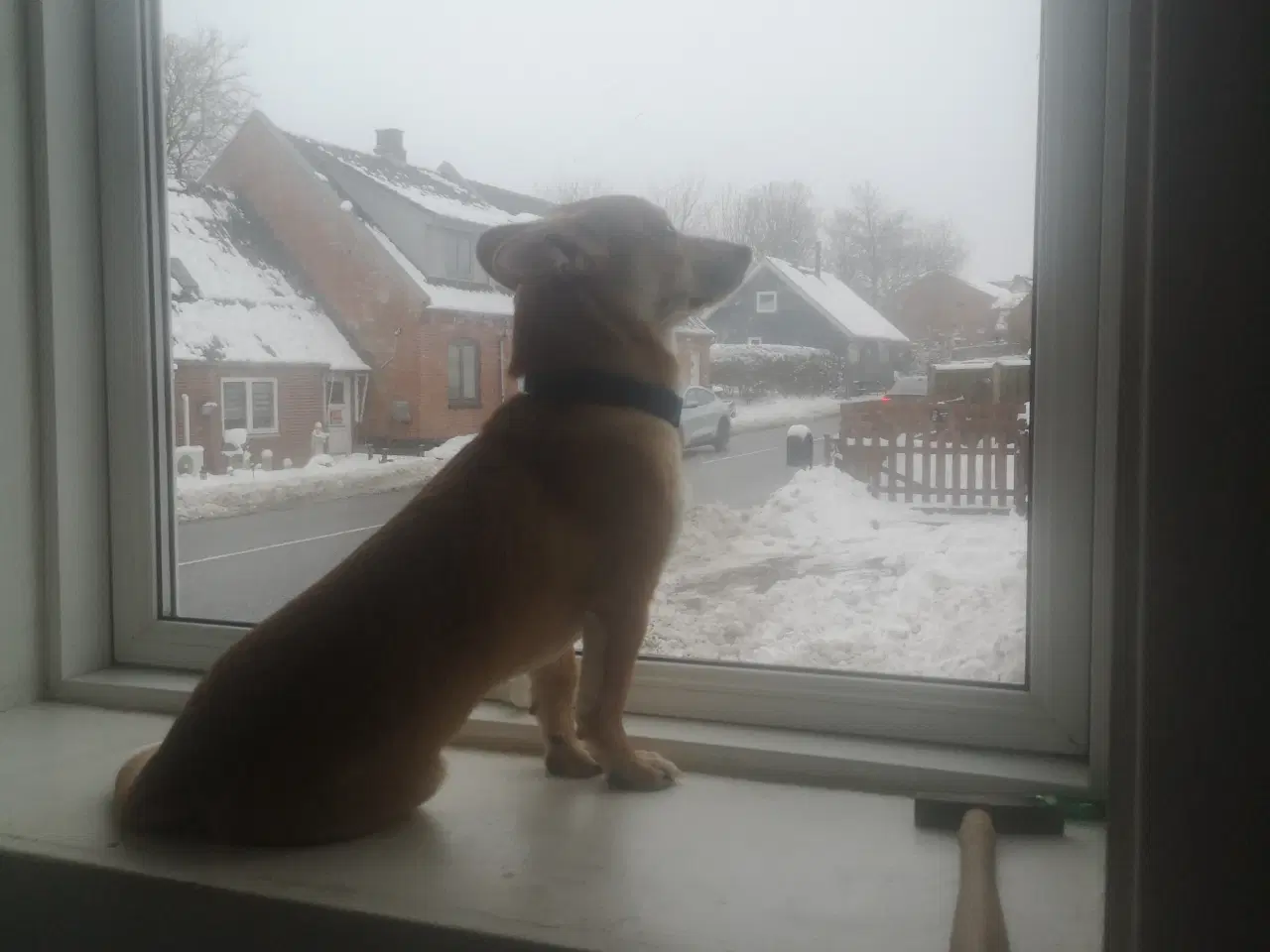 Billede 3 - Lækre paddy, i pleje i DK 