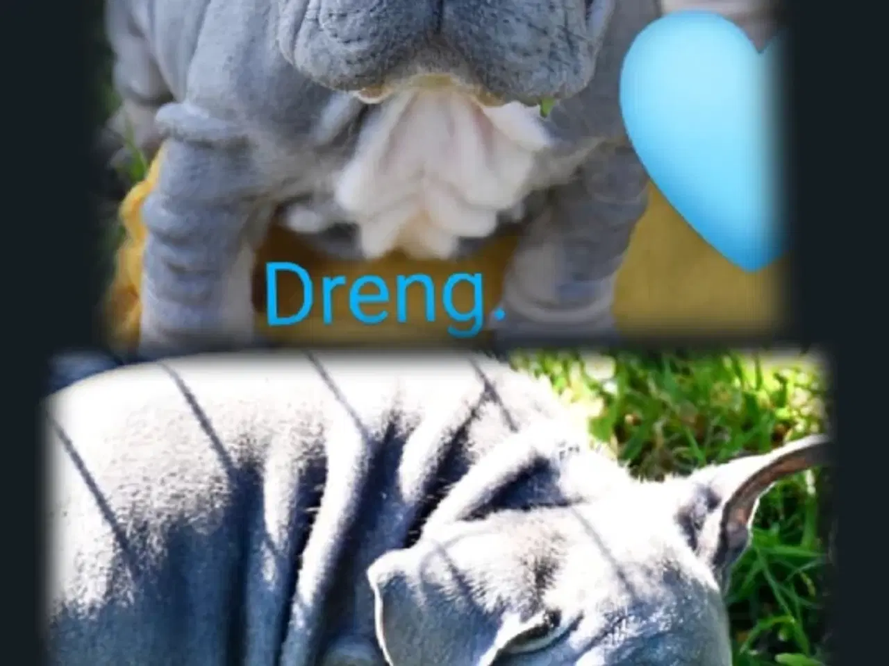 Billede 7 - Fransk bulldog 