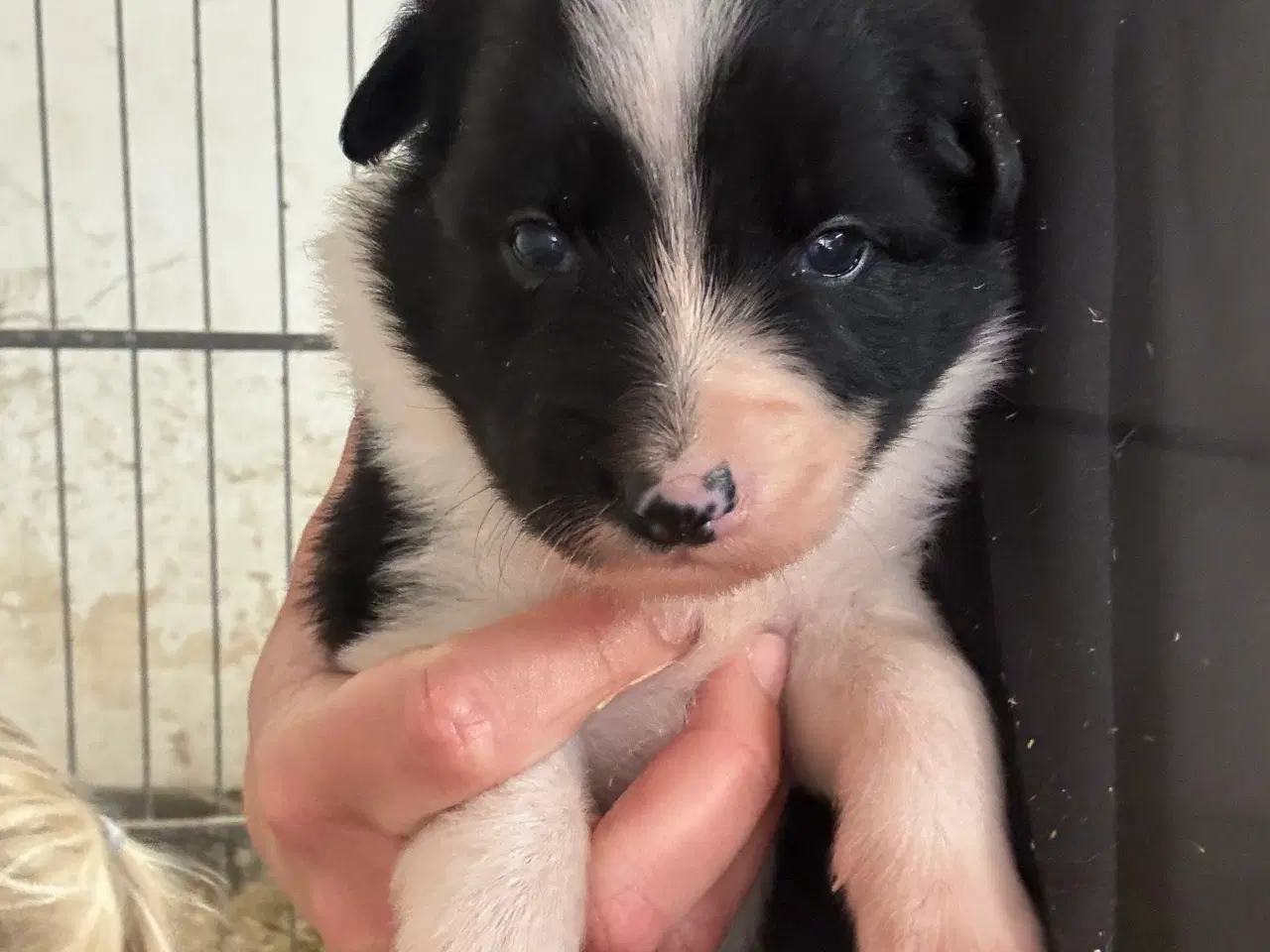 Billede 8 - Border Collie hvalpe