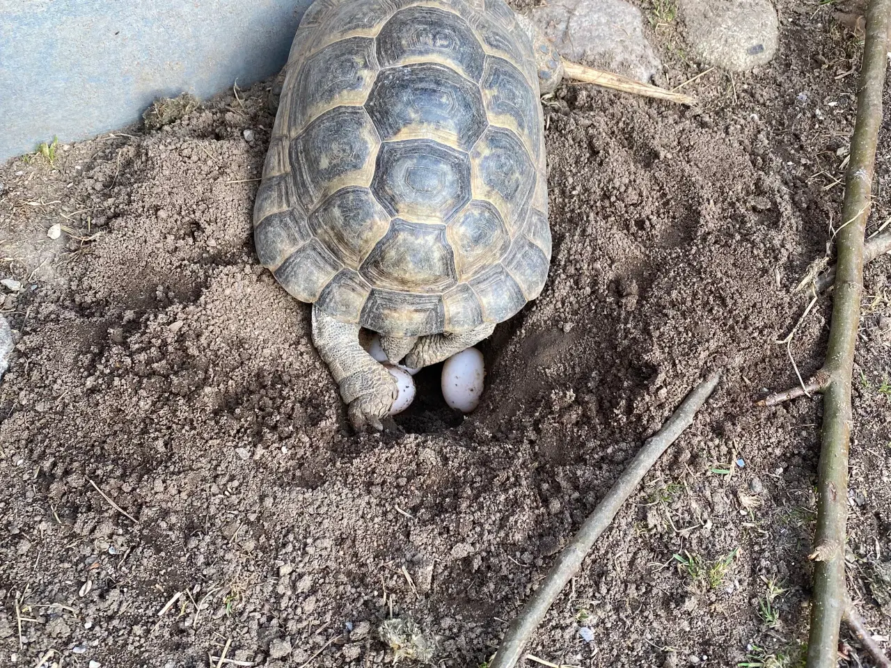 Billede 6 - Landskildpadde