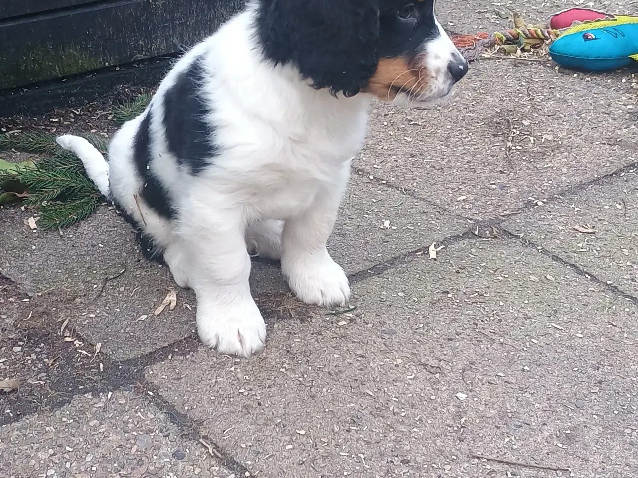 Billede 3 - Cocker Spaniel/Berner Sennen Is.Fårehund