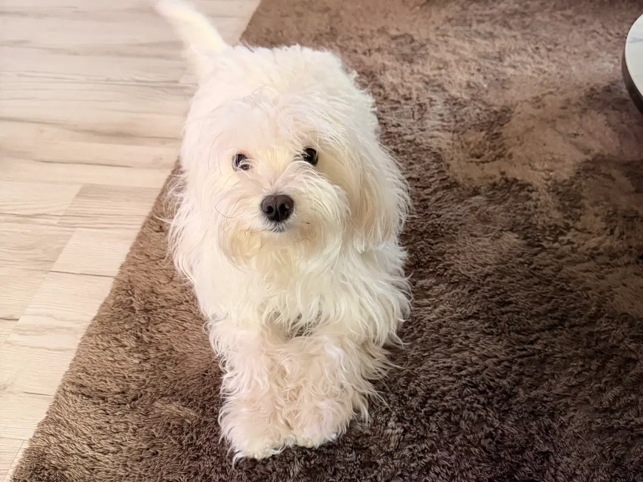 Billede 1 - Vi sælger vores søde Rosa som er Bomuld/malteser 