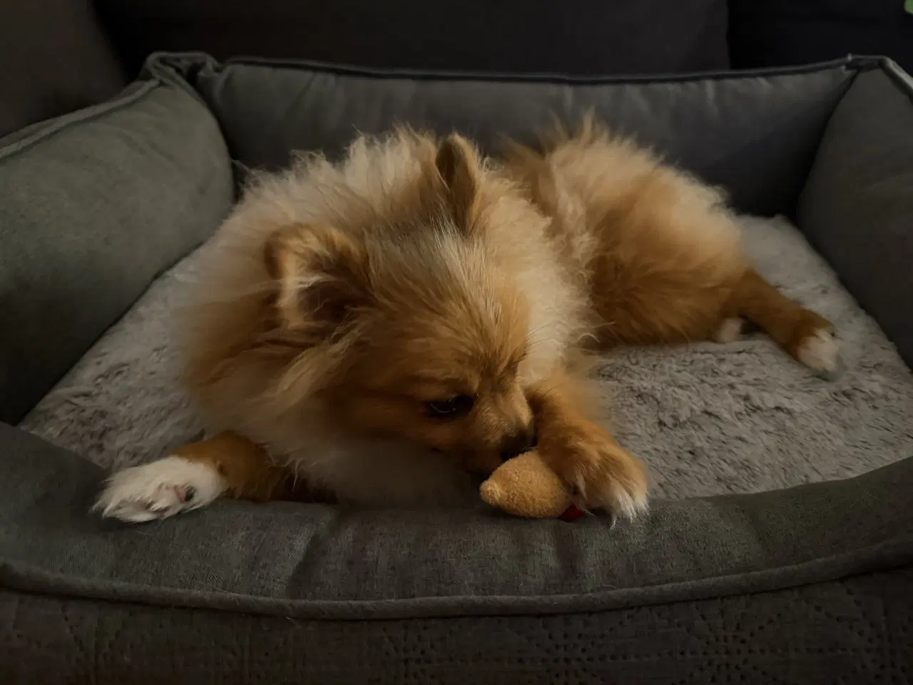 Billede 5 - Coloured pomeranian 