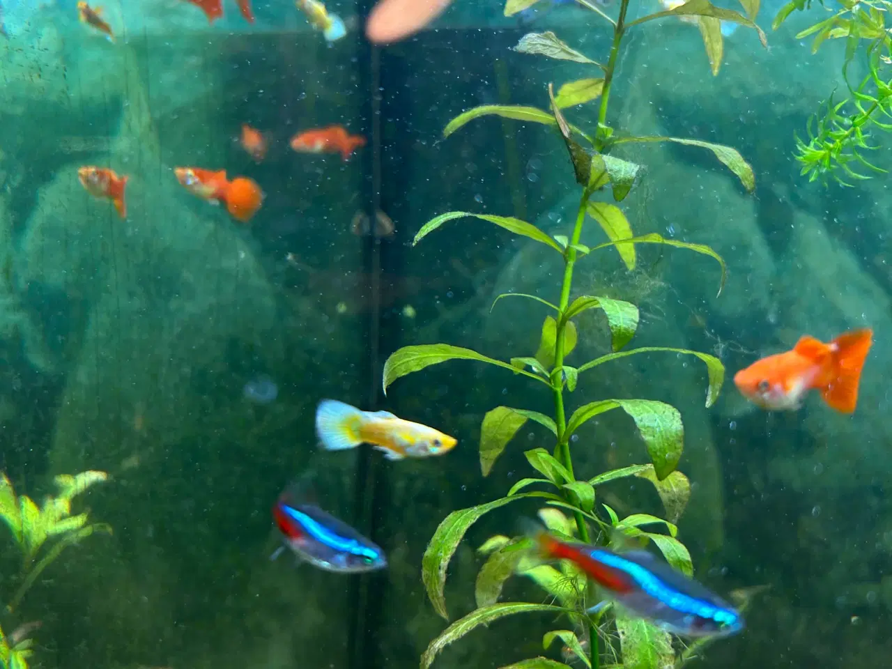 Billede 1 - 🐠 Guppyer – voksne i flotte farver | Afhentning