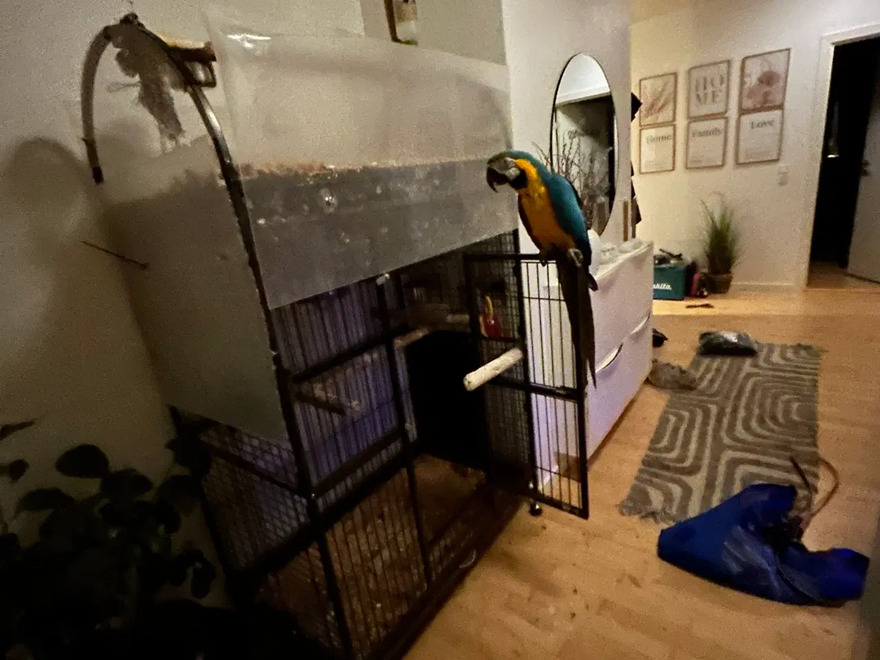 Billede 4 - Blå gul ara