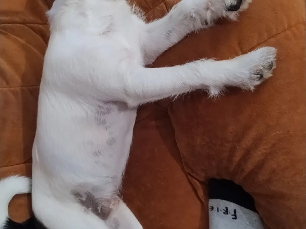 Billede 2 - Dansk svensk gårdhunds blanding 
