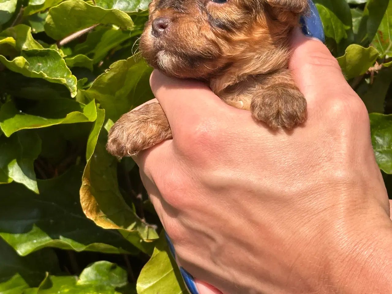 Billede 8 - Skønne Maltipoo - rejseklar uge 30