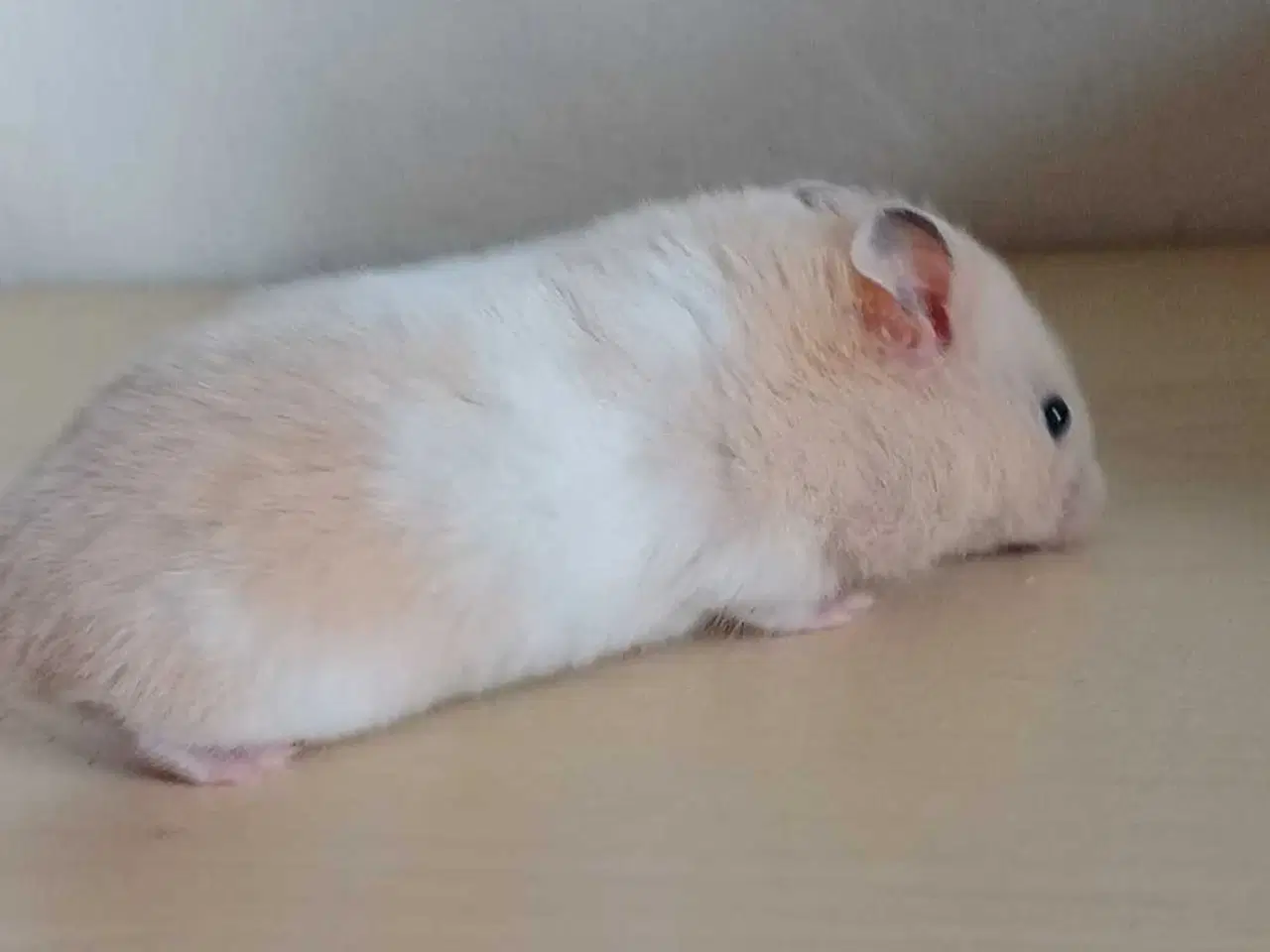 Billede 14 - Guldhamster unger 