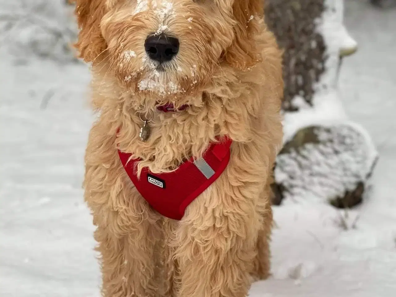 Billede 4 - Goldendoodle hvalpe