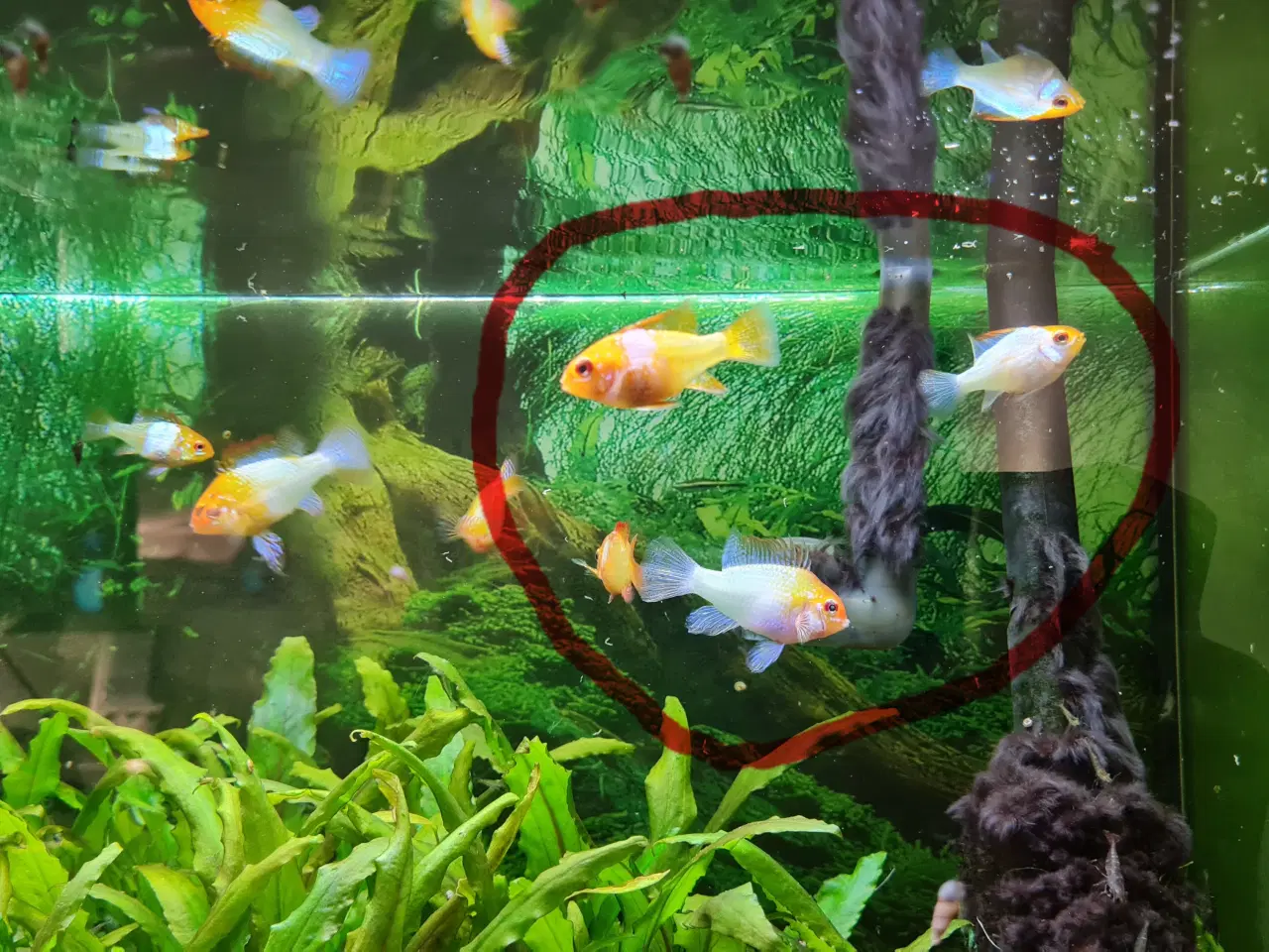 Billede 3 - Sommerfuglecichlider (Mikrogeophagus ramirezi) 