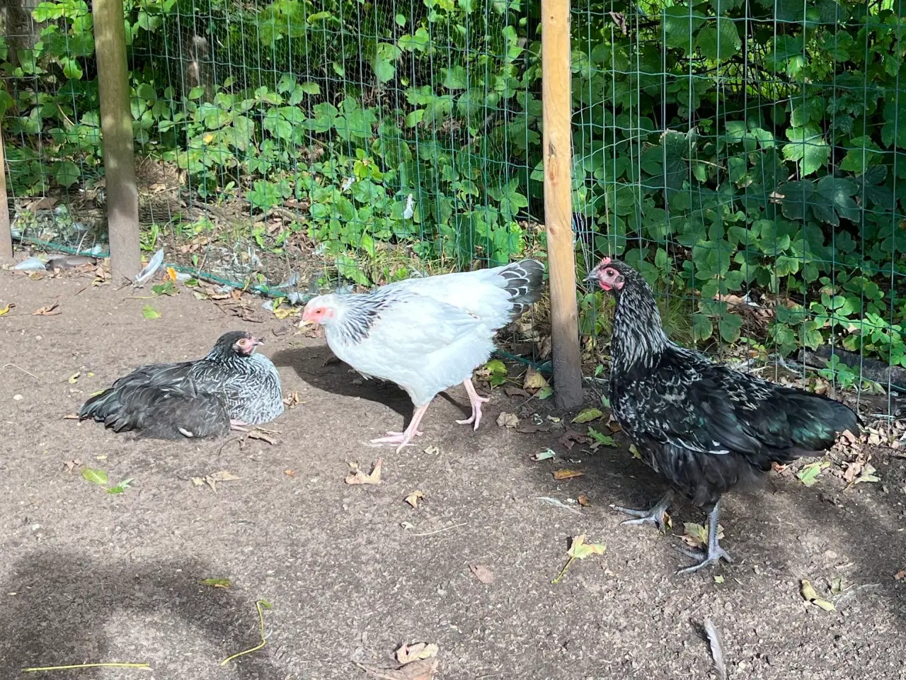 Billede 1 - 3høns + 1hane blanding lys Sussex / Australorps