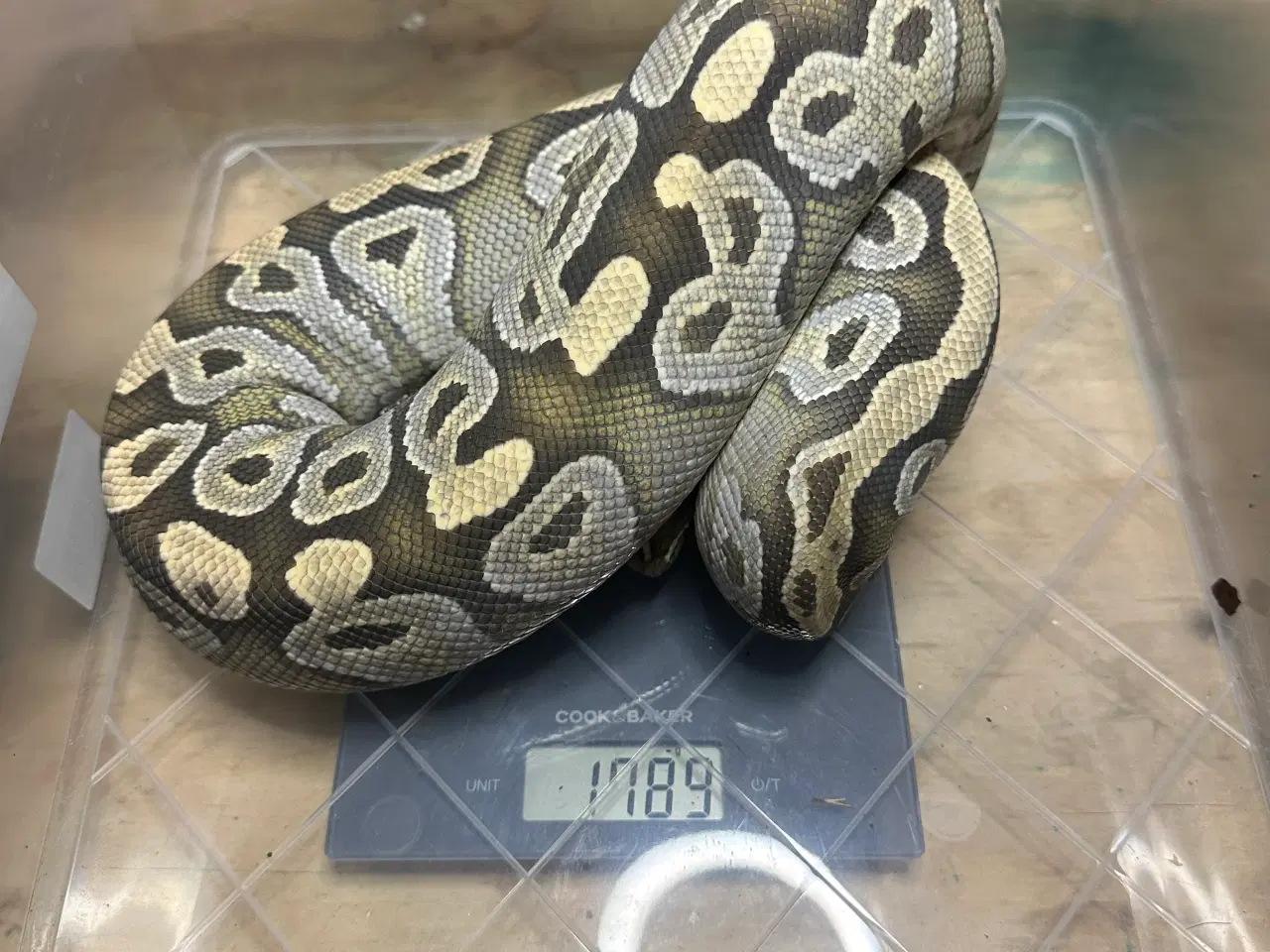 Billede 5 - Konge Python plug and play