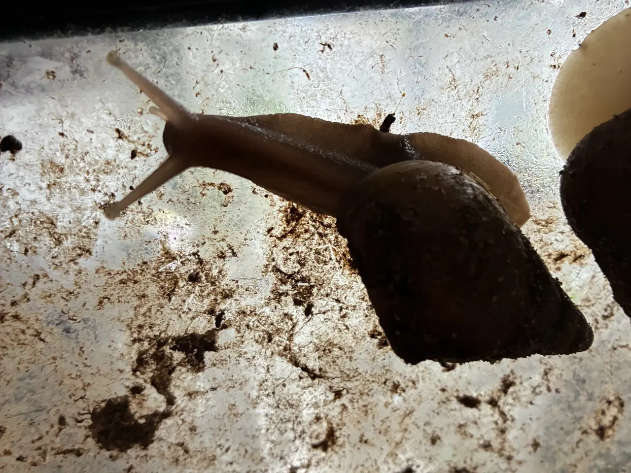 Billede 3 - Afrikanske/congo snegle