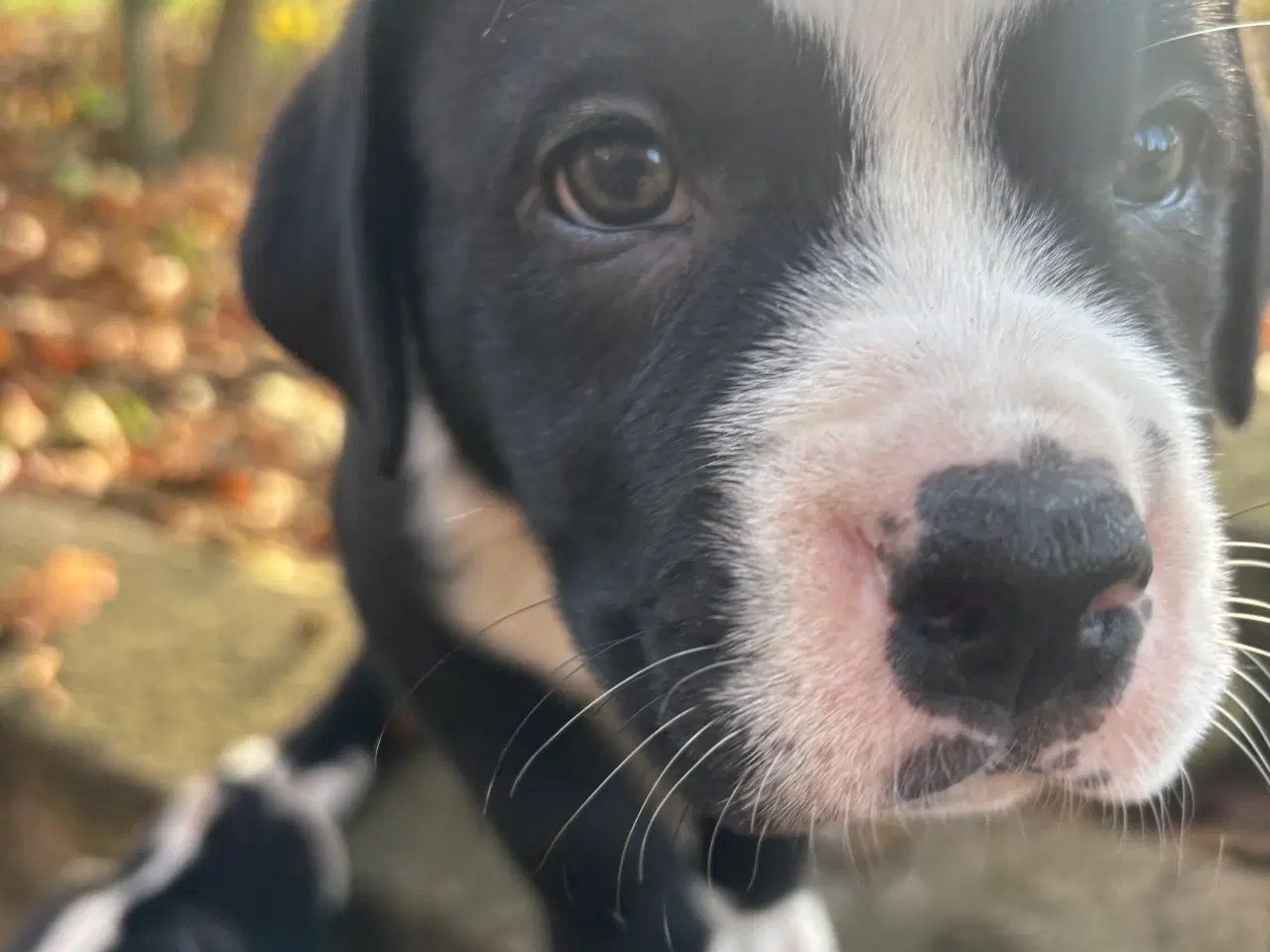 Billede 20 - Bull-Aussie Hvalpe