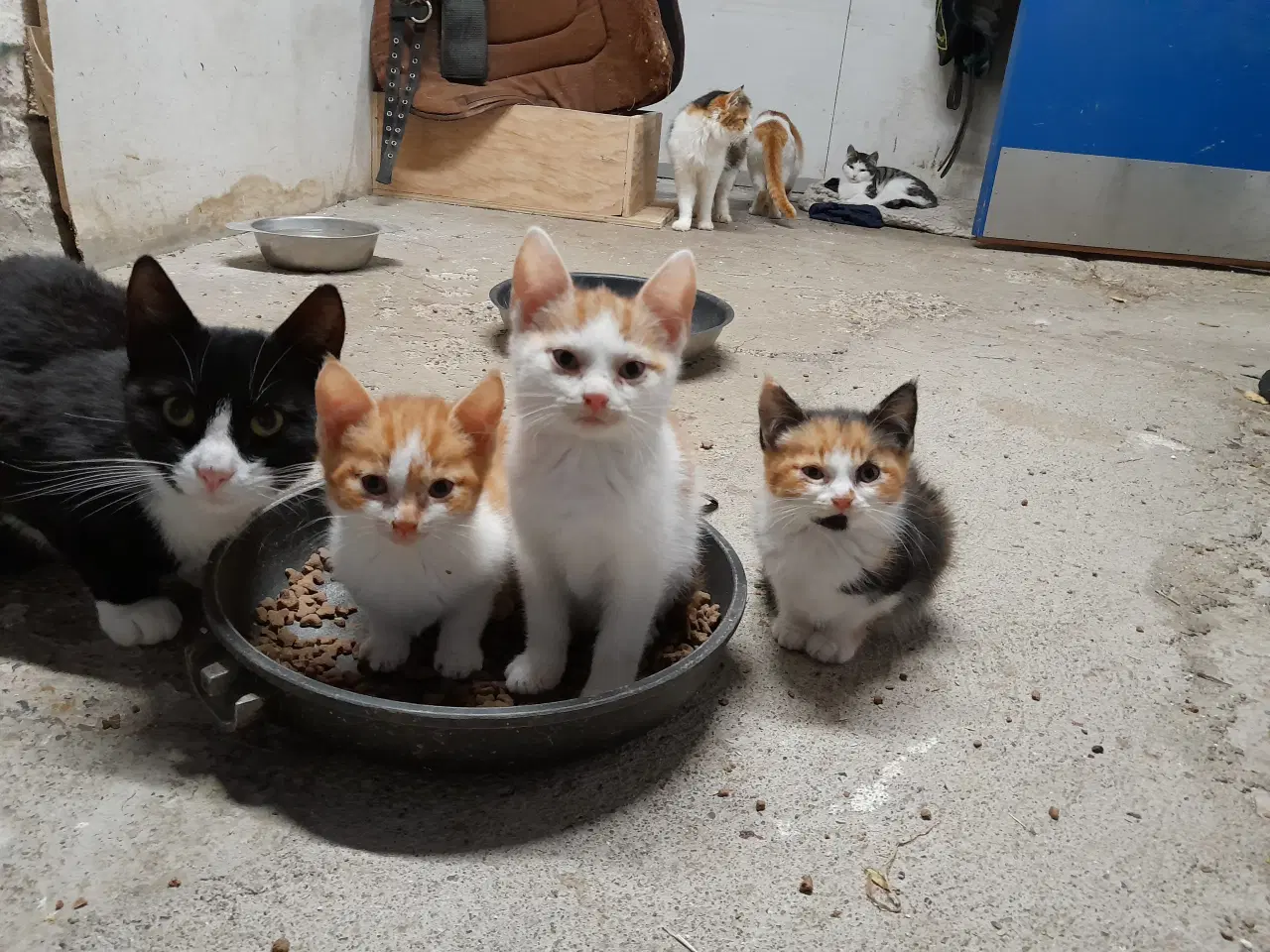 Billede 6 - Kattekillinger