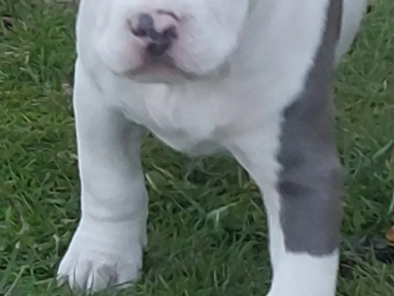 Billede 4 - American bully hvalpe 