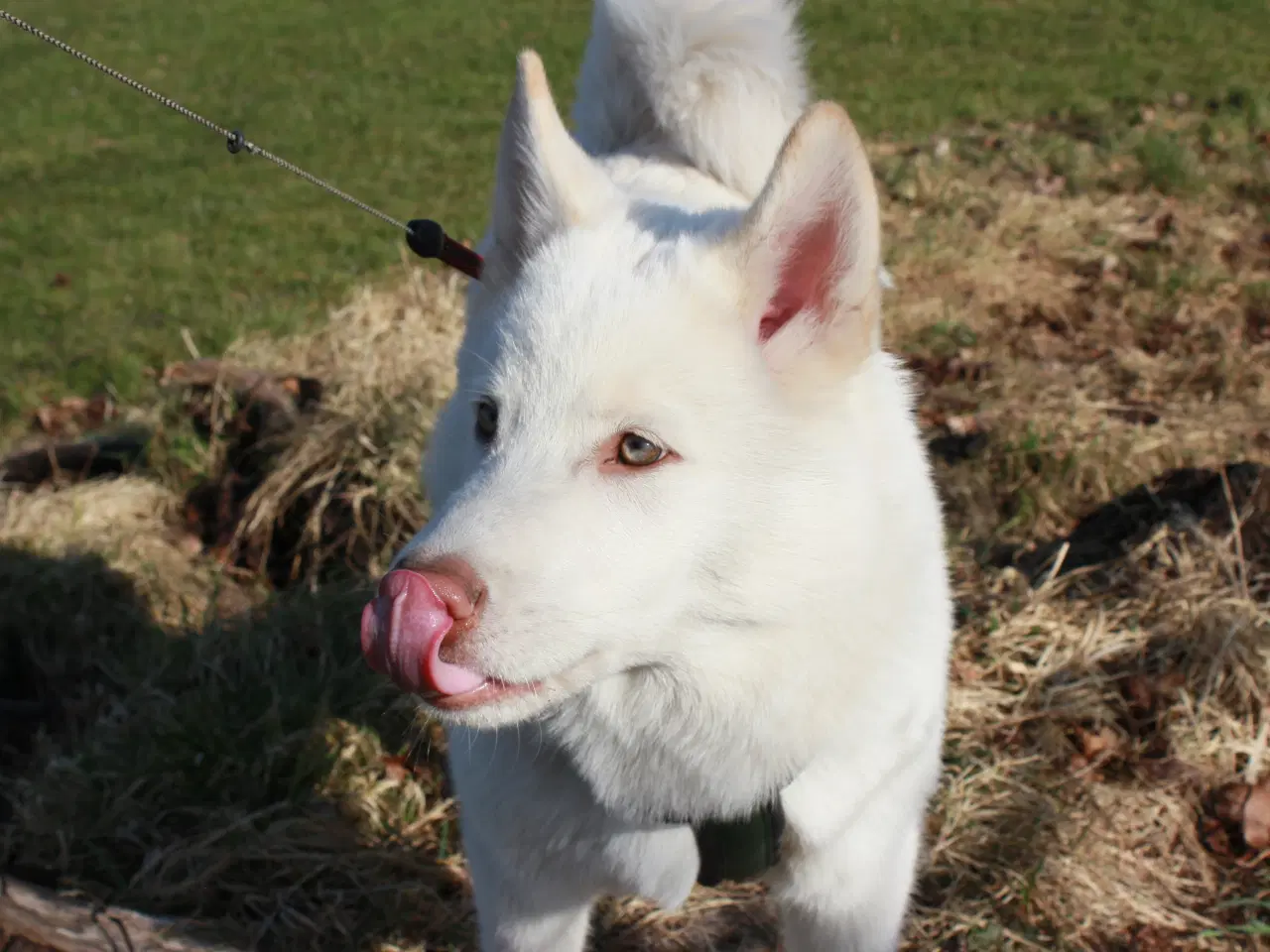 Billede 5 - Samojede / Husky hvalpe 4 måneder